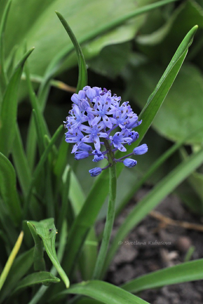 Изображение особи Scilla litardierei.