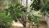 Ficus benghalensis