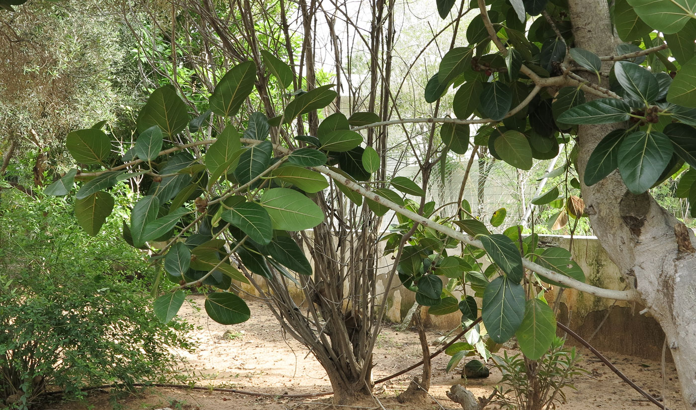 Изображение особи Ficus benghalensis.