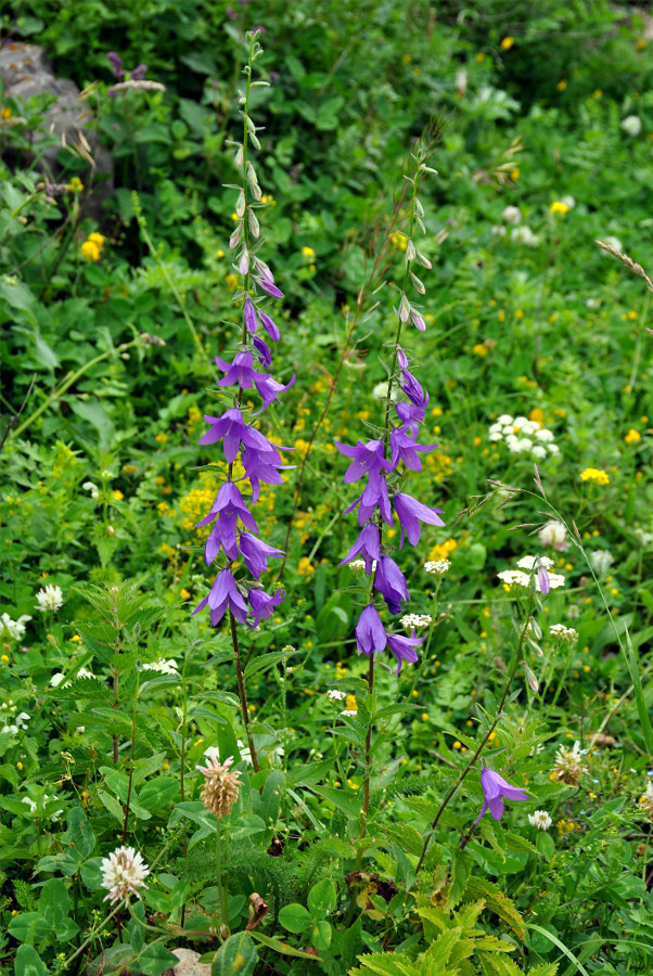 Изображение особи Campanula rapunculoides.