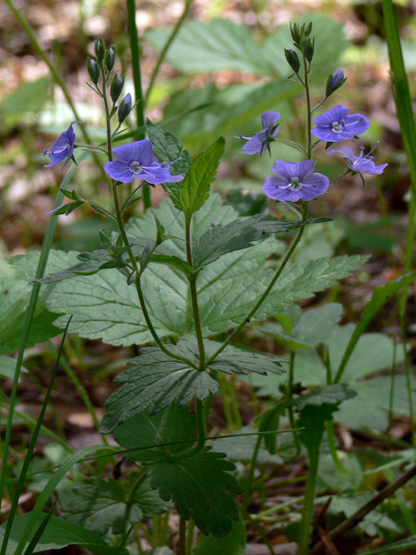 Image of Veronica chamaedrys specimen.