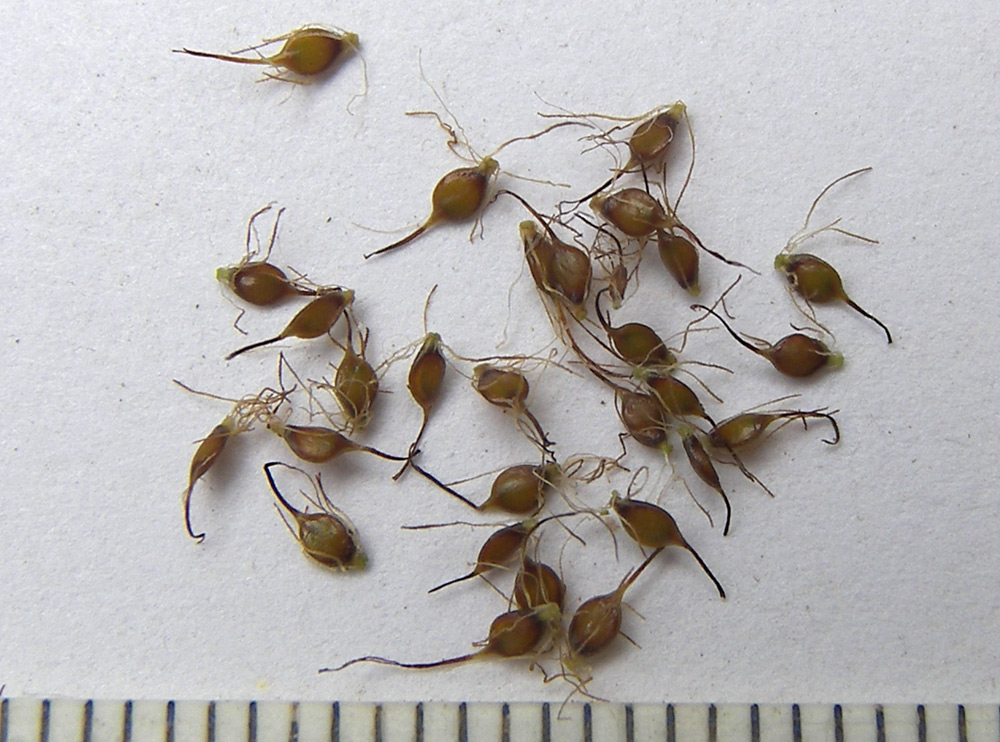 Image of Blysmus compressus specimen.