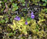 Pinguicula vulgaris