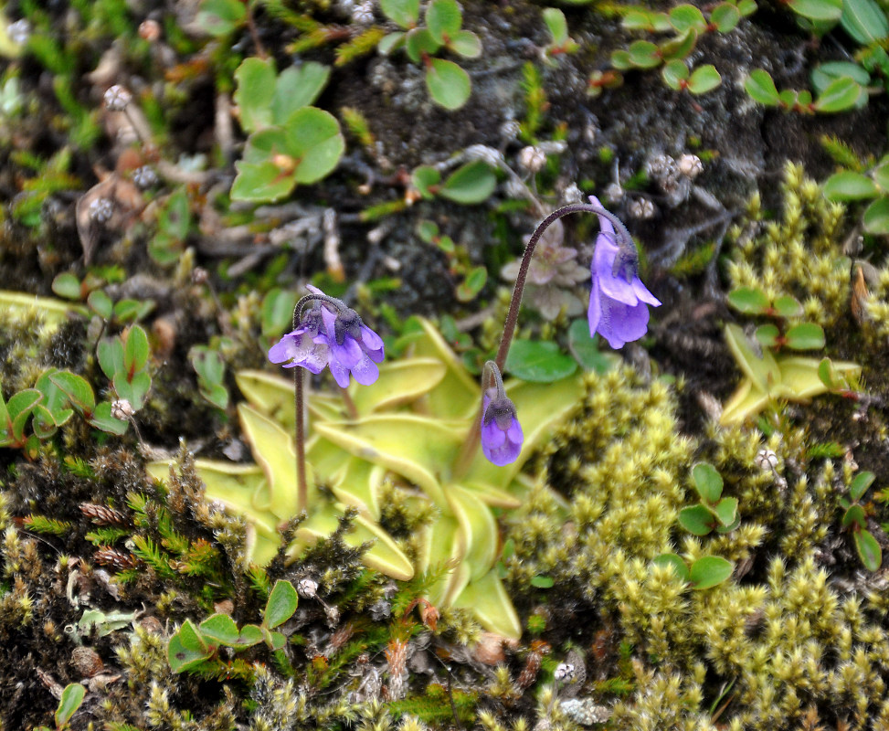 Изображение особи Pinguicula vulgaris.