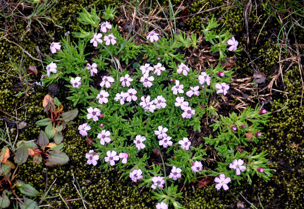 Изображение особи Silene acaulis.