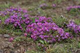 Oxytropis revoluta