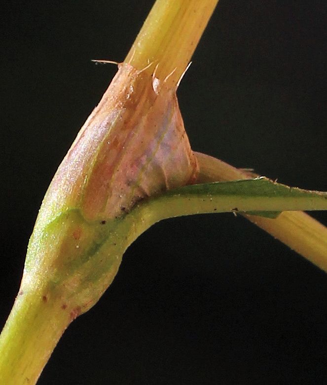 Image of Persicaria foliosa specimen.