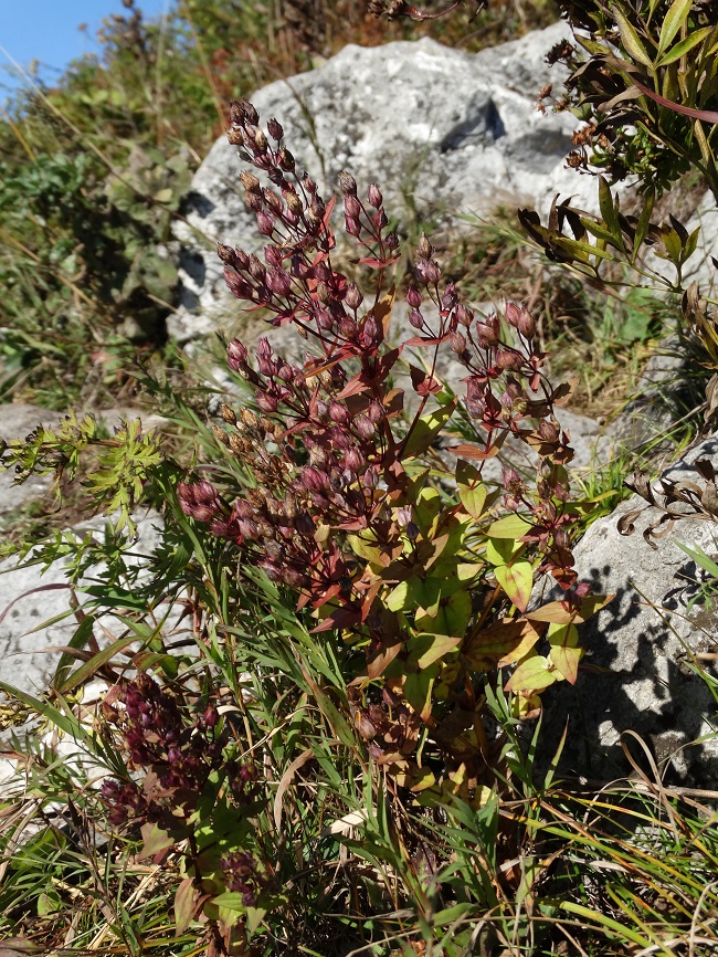 Image of Ophelia wilfordii specimen.