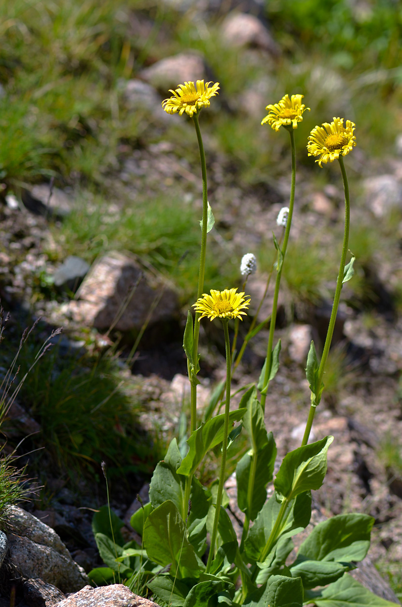 Изображение особи Doronicum turkestanicum.