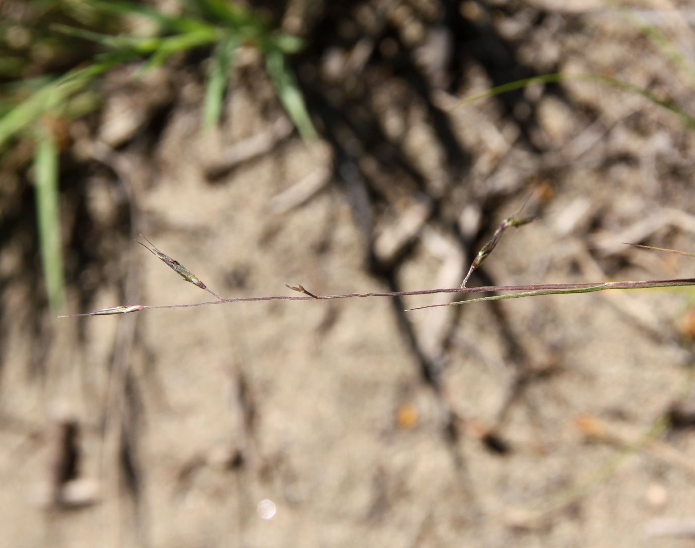 Image of Cleistogenes squarrosa specimen.