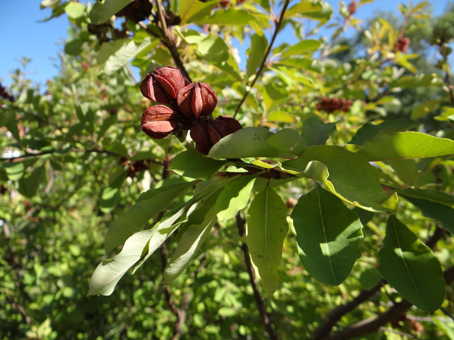 Image of Exochorda racemosa specimen.