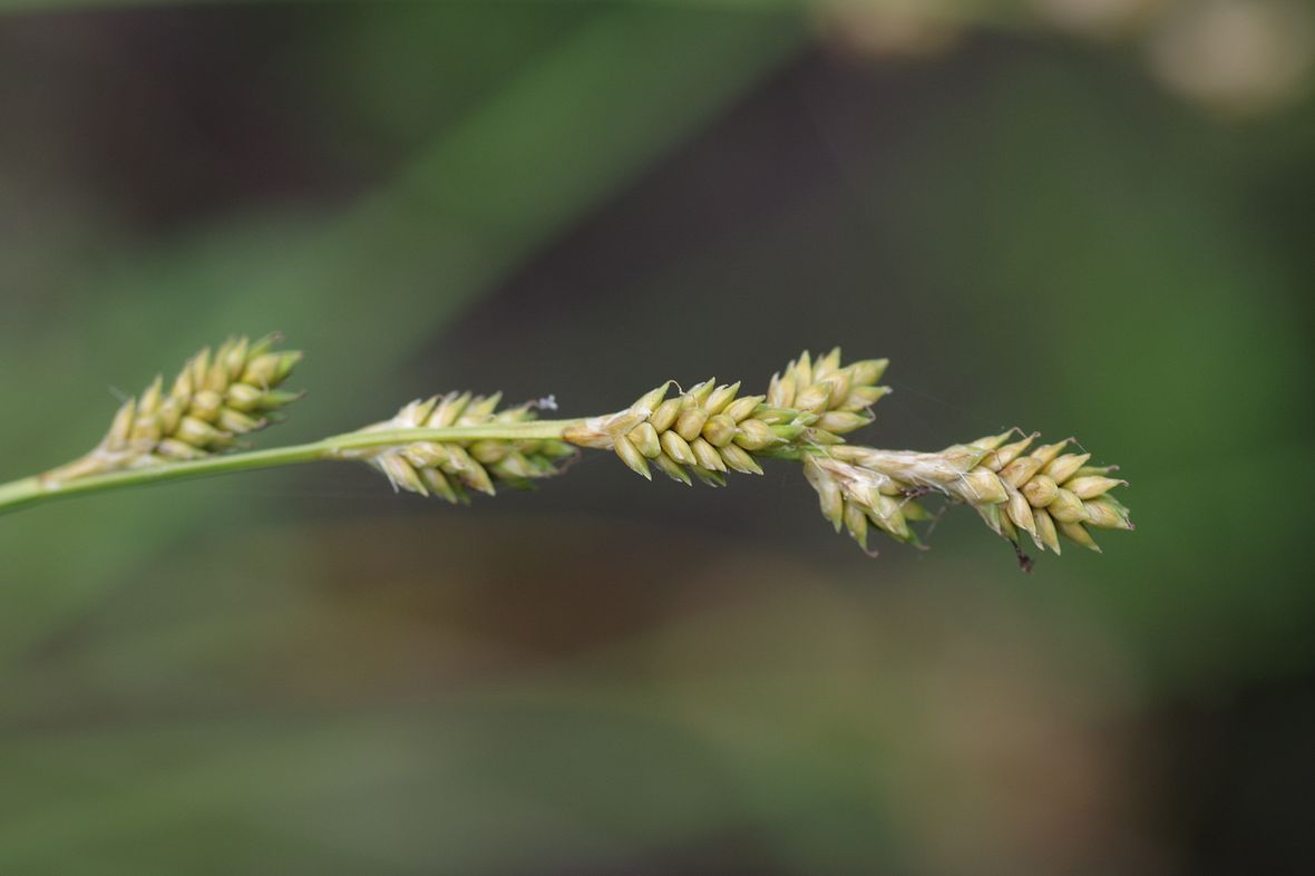 Image of Carex brunnescens specimen.