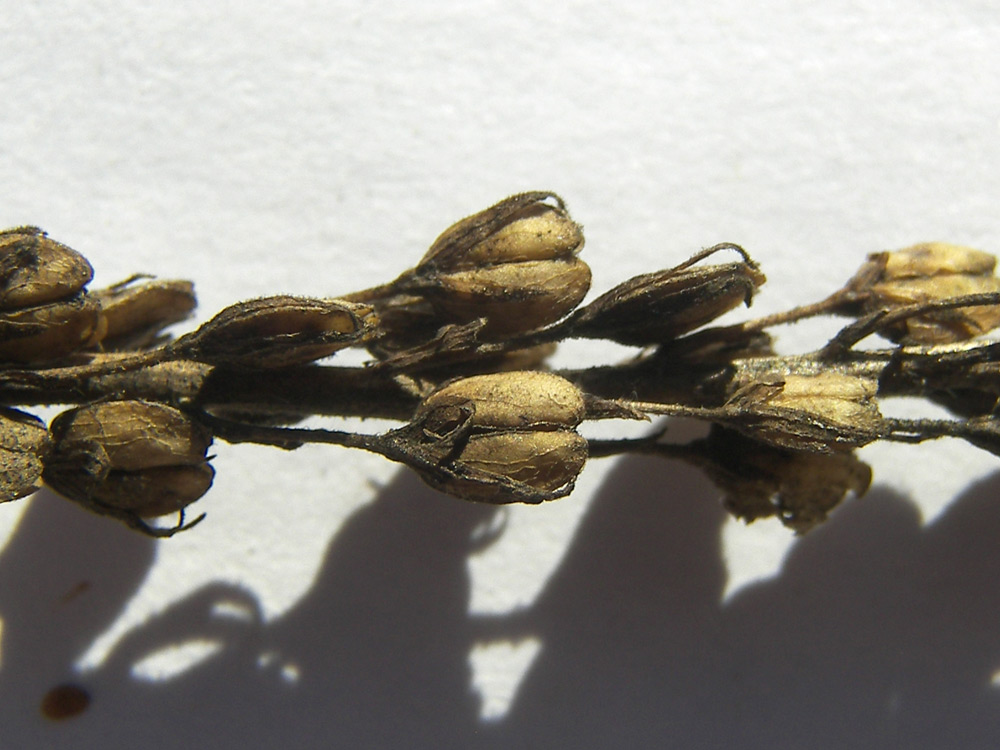 Image of Veronica teucrium specimen.