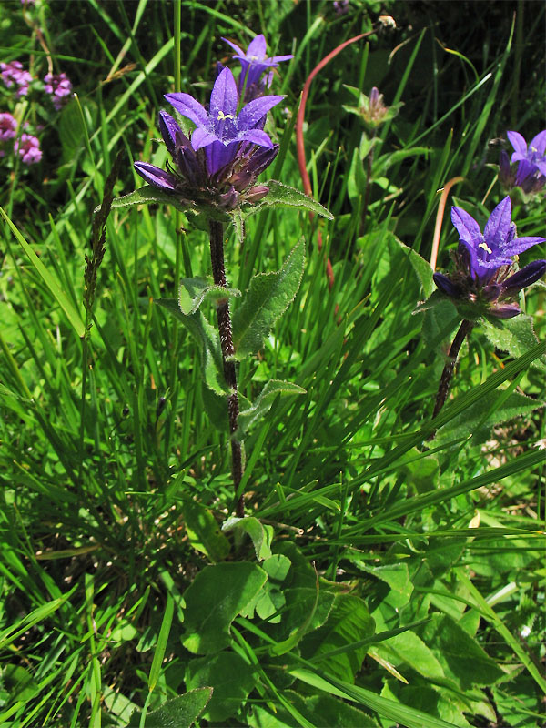 Image of Campanula elliptica specimen.