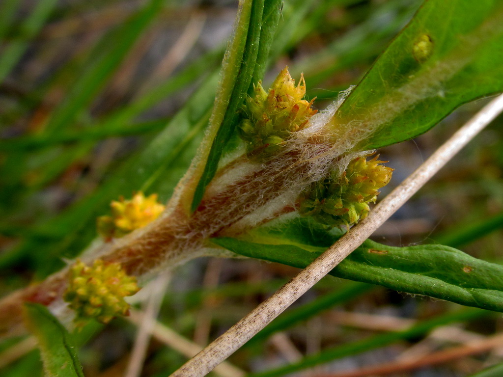 Изображение особи Naumburgia thyrsiflora.
