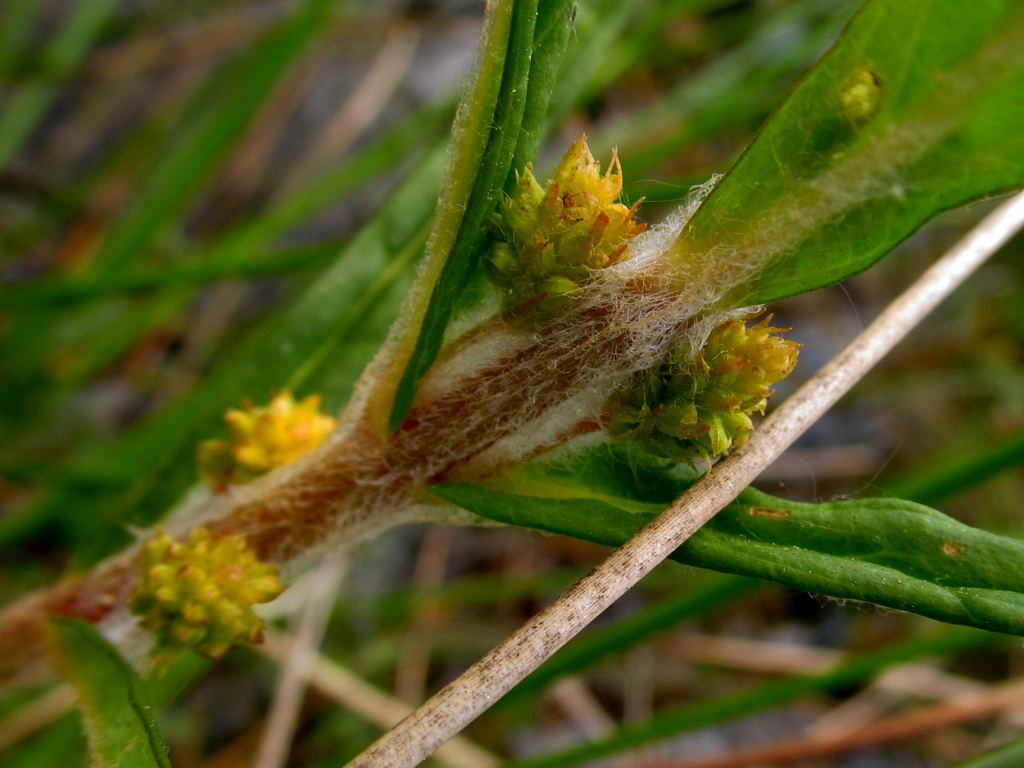 Image of Naumburgia thyrsiflora specimen.