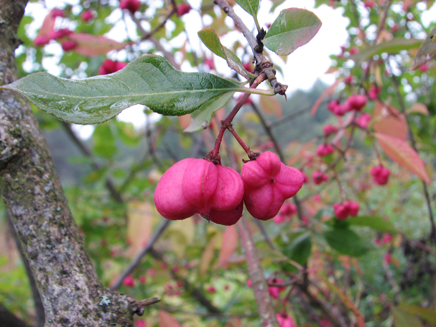 Image of Euonymus europaeus specimen.