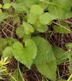 Campanula punctata. Нижняя часть стебля с листьями. Амурская обл., Бурейский р-н, правый берег р. Бурея, окр. с. Малиновка. 17.07.2016.