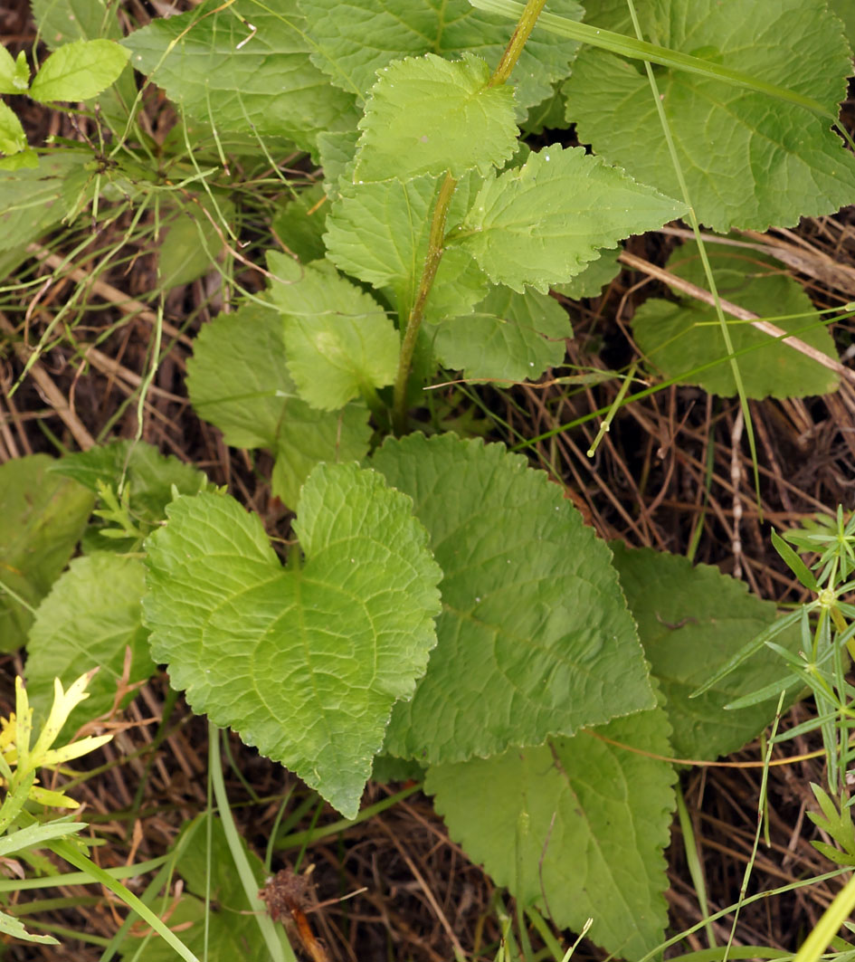 Изображение особи Campanula punctata.