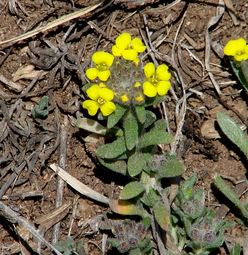 Изображение особи Alyssum lenense.