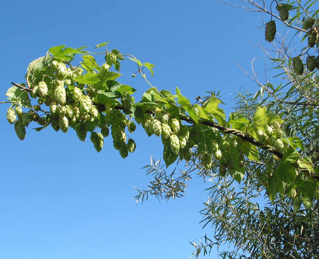 Изображение особи Humulus lupulus.