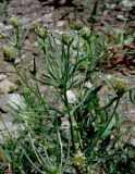 Plantago arenaria