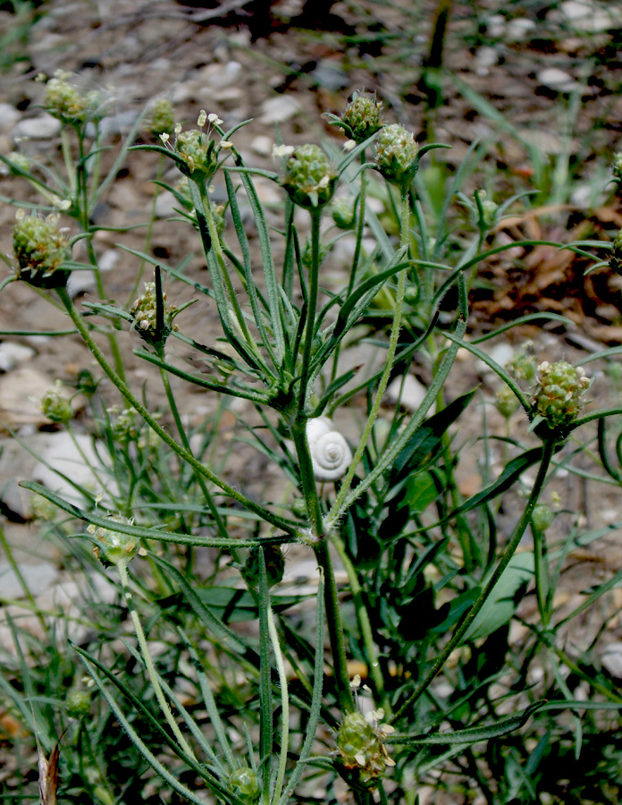 Image of Plantago arenaria specimen.