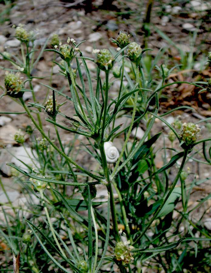 Изображение особи Plantago arenaria.