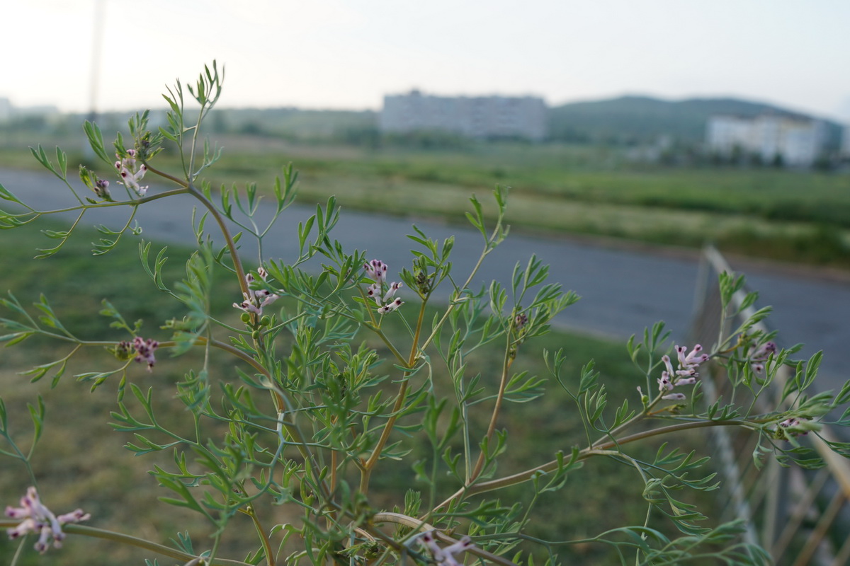 Изображение особи Fumaria parviflora.