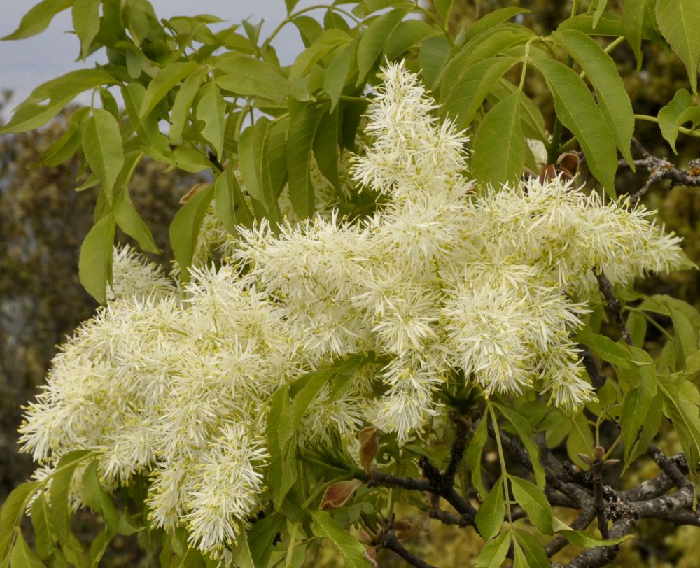 Image of Fraxinus ornus specimen.