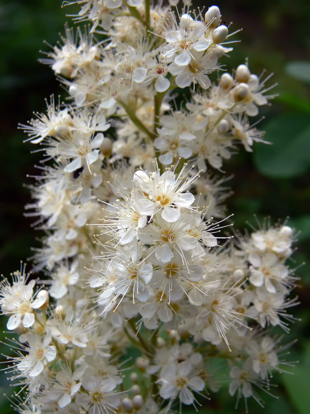 Image of Sorbaria sorbifolia specimen.