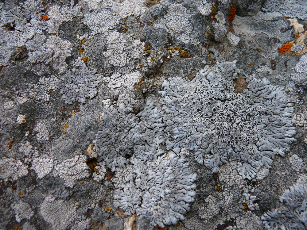 Image of class Lecanoromycetes specimen.