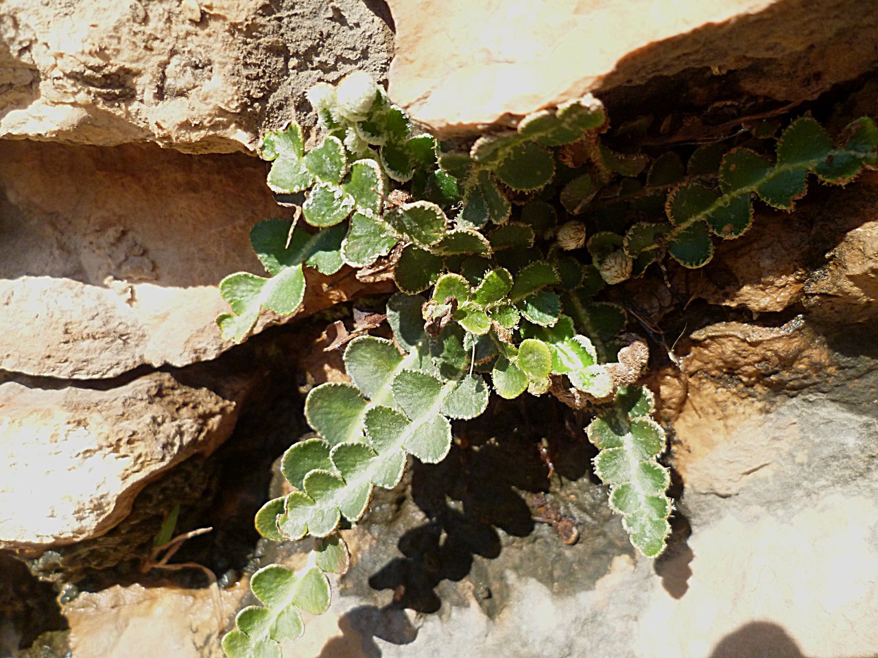 Image of Ceterach officinarum specimen.