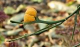 Poncirus trifoliata. Веточка с плодом. Бельгия, г. Антверпен, ботанический сад (Den Botaniek). Декабрь.