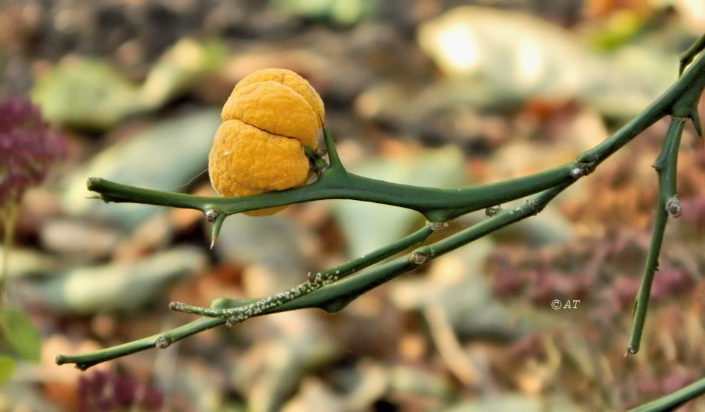 Image of Poncirus trifoliata specimen.