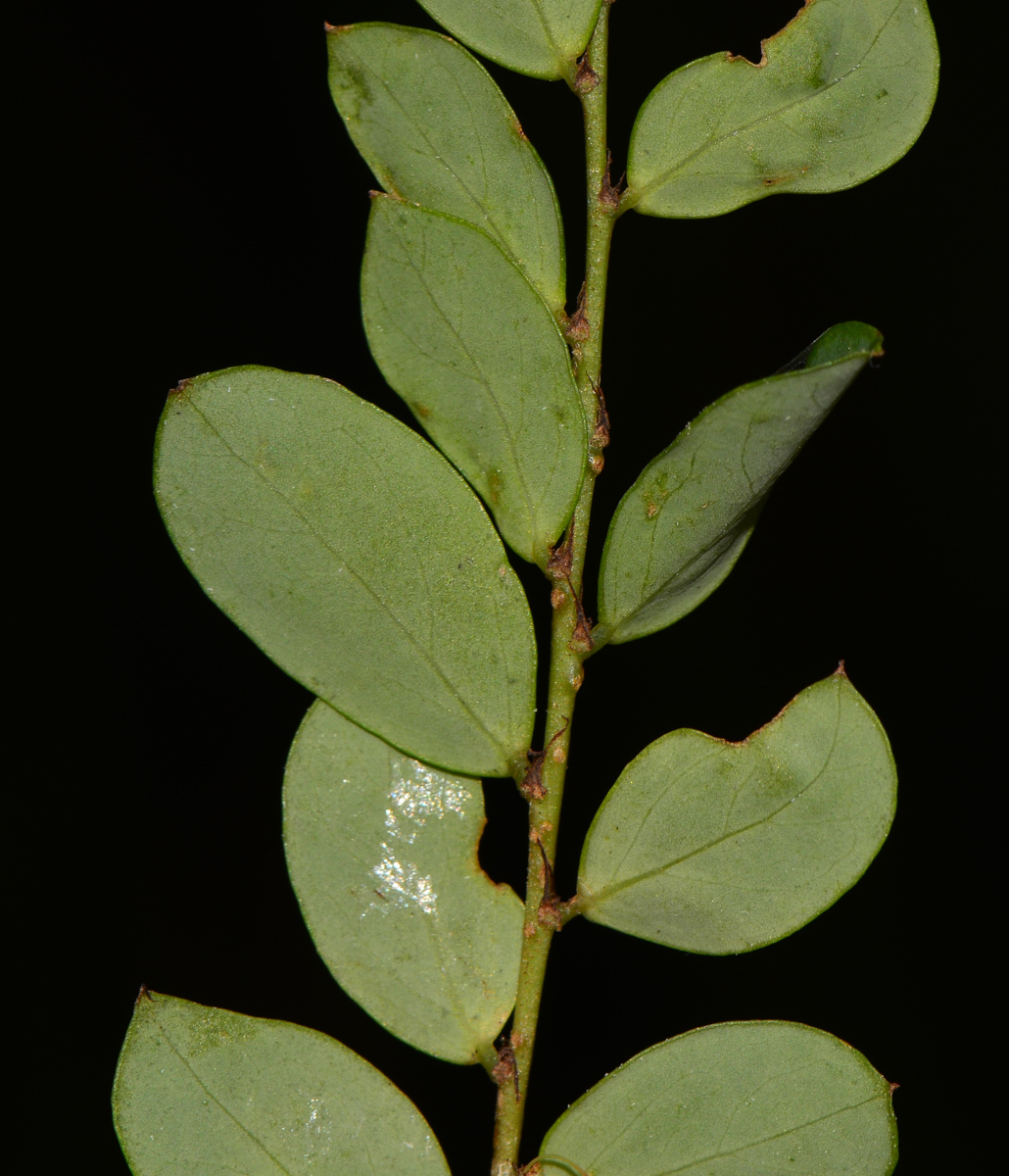 Изображение особи Phyllanthus pulcher.