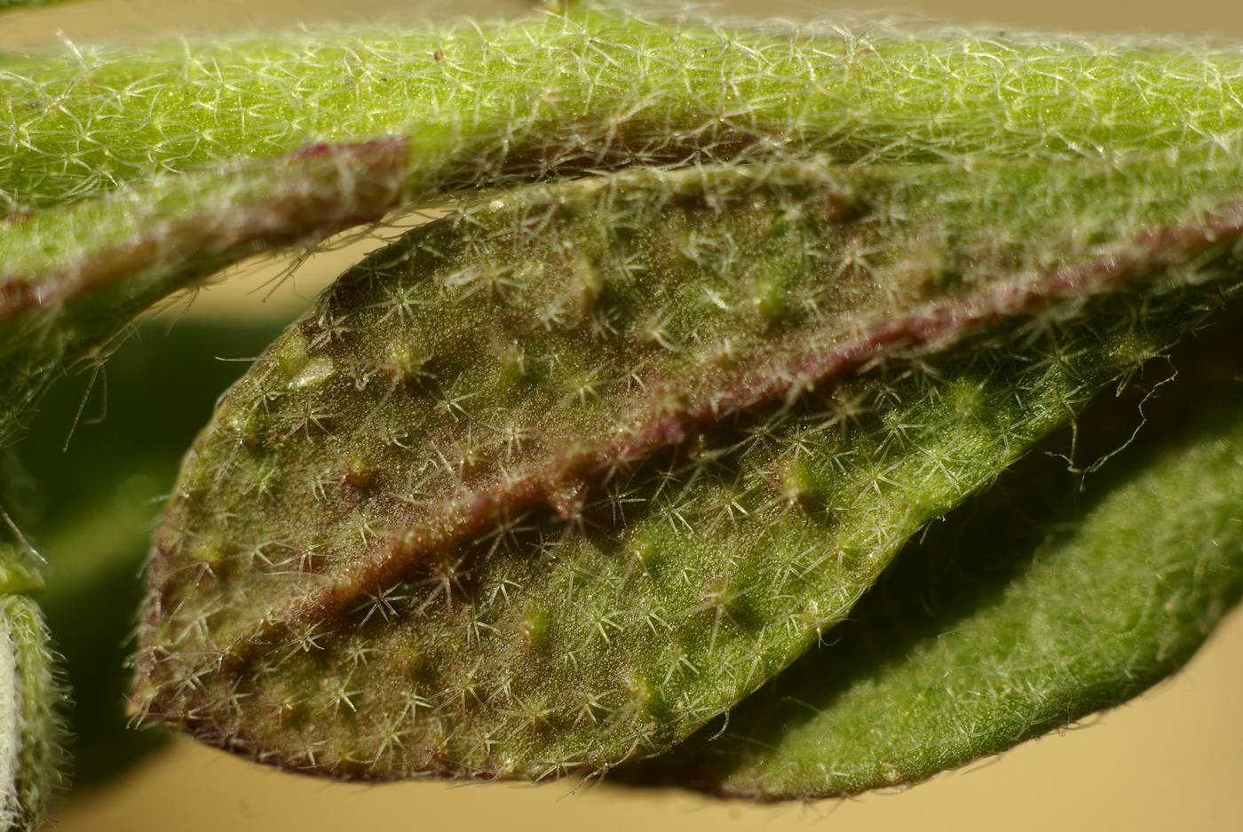 Image of Alyssum simplex specimen.