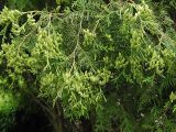 Thuja occidentalis. Ветви с молодыми шишками. Польша, Подляское воеводство, окр. Нарвянского национального парка. 25.06.2009.