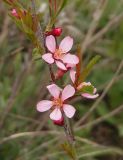 Amygdalus nana