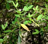 Zanthoxylum alatum