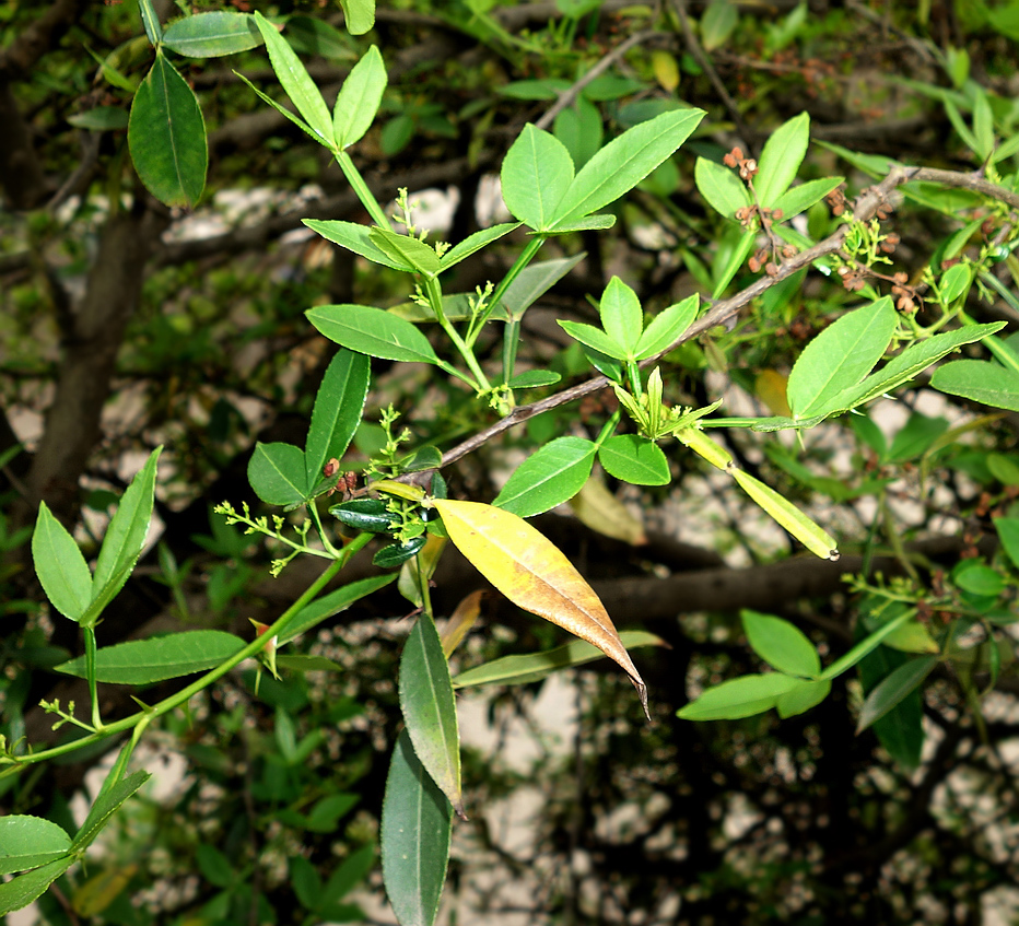 Image of Zanthoxylum alatum specimen.