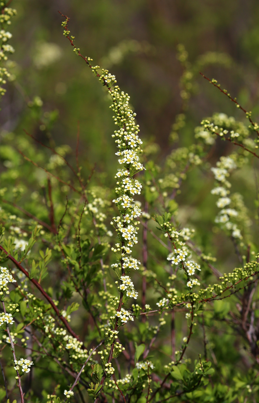 Image of Spiraea hypericifolia specimen.