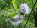 Salix caprea. Ветвь с плодами. Украина, Ивано-Франковская обл., Болеховский горсовет, Поляницкий сельсовет, Поляницкий региональный ландшафтный парк, среди кустарниковых зарослей на лугу. 24.05.2017.