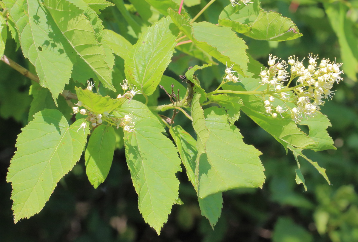 Image of Acer tataricum specimen.