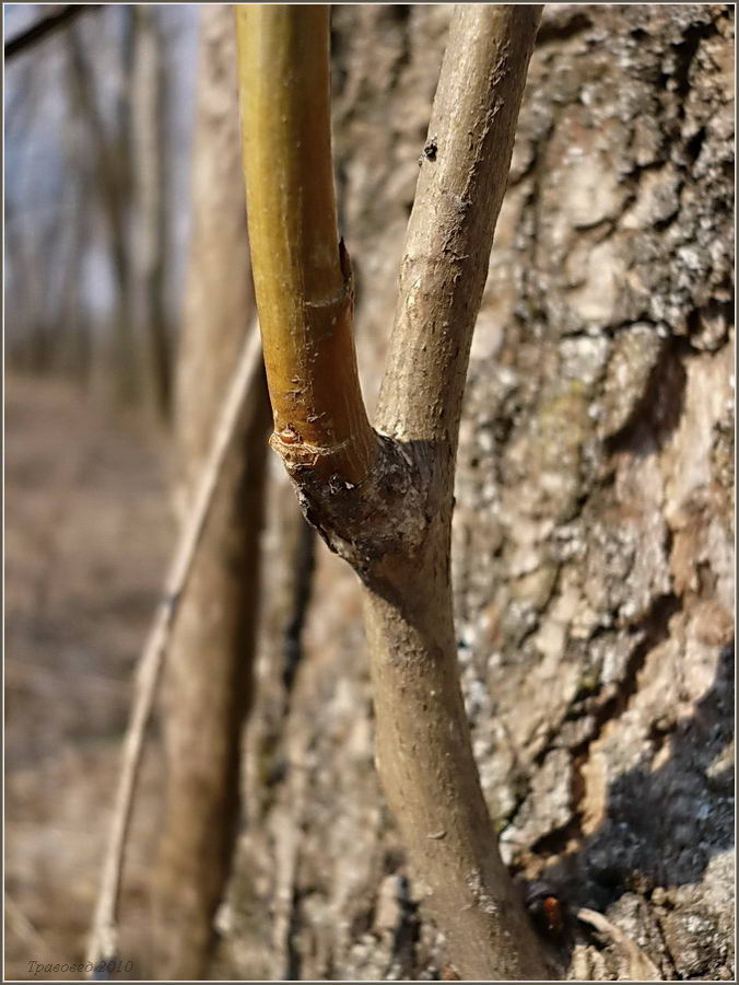 Image of Populus simonii specimen.