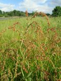 Rumex acetosa