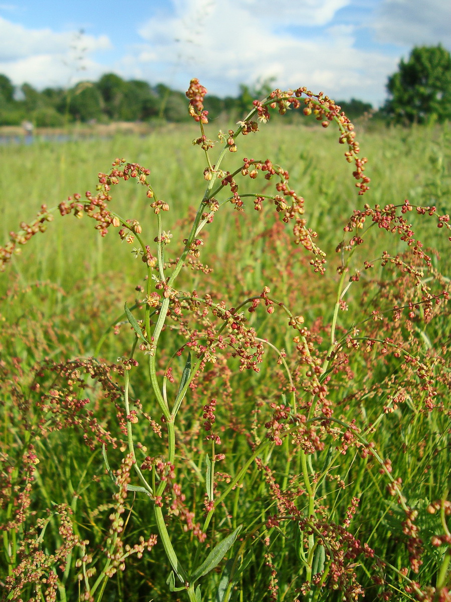Изображение особи Rumex acetosa.