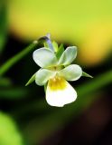 Viola arvensis