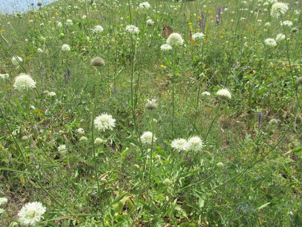 Изображение особи Cephalaria procera.