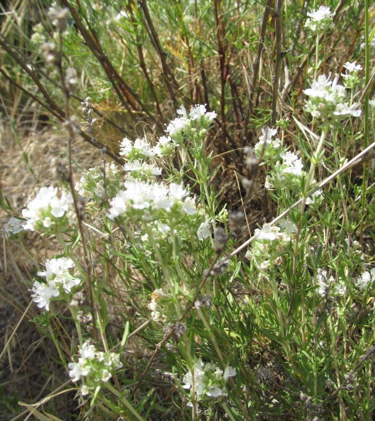 Image of Thymus pallasianus specimen.